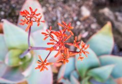 Aloe striata (Aloe striata) 6 semen