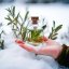 Tea tree - 100% přírodní esenciální olej 10 ml - Pěstík