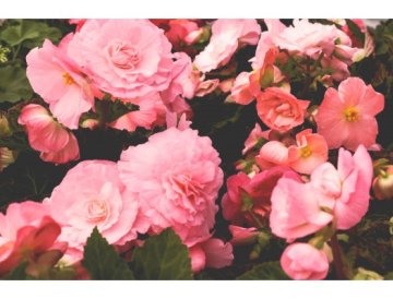 Begonia, el adorno del jardín