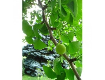Jinan dvoulaločný - Ginkgo biloba
