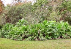 Serenoa plazivá (Serenoa repens) 4 semena