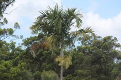 Висока стройна палма Carpentaria acuminata с елегантни зелени листа и светъл ствол на фона на гъста горска растителност под синьо небе