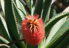 Detalle de flor de Aloe rupestris - inflorescencia tubular rojo-naranja con pelos finos, hojas verdes carnosas con dientes característicos