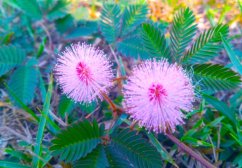Citlivka stydlivá (Mimosa pudica) 7 semen