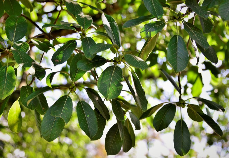 Cesmína paraguayská (Ilex paraguariensis) 10 semen
