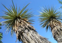 Yucca di Thompson con caratteristiche foglie verdi lunghe che crescono dalla cima del fusto, sullo sfondo di un cielo blu brillante nell'ambiente naturale
