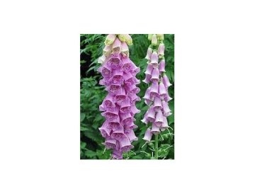 Dedalera - planta deslumbrante, venenosa y medicinal
