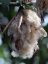 Vlnovec pětimužný (Ceiba pentandra) 7 semen