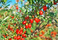Arbusto de goji con numerosos frutos rojos pequeños entre hojas verdes, bayas en diferentes etapas de maduración en ramas