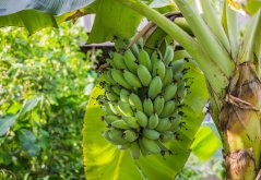 Banánovník Dwarf (Musa acuminata) 5 semen