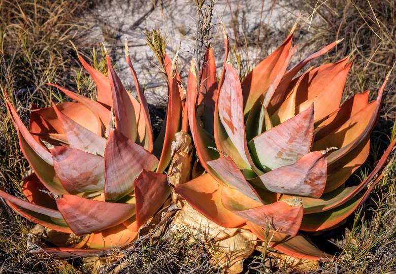 Oranžovo-růžové masité listy Aloe vanbalenii v přírodním prostředí, kompaktní růžice s výraznými barvami od slunečního světla