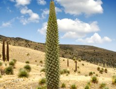 Puja mirabilis (Puya mirabilis) 7 semen