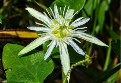 Mučenka vanilková (Passiflora capsularis) 5 semen