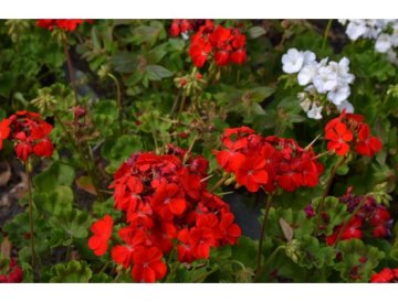 Kristalon - engrais pour les plus belles fleurs