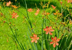 Angínovník čínský (Belamcanda chinensis) 5 semen