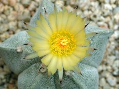 Gele cactus Astrophytum myriostigma bloem met delicate lichte bloemblaadjes en stralende gele centrum op bolvormig lichaam met grijze vlekken