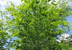 Dalbergia šišam (Dalbergia sissoo) - 9 semen