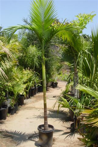 Palma real joven Archontophoenix cunninghamiana en maceta negra con largas hojas verdes adecuada para cultivo en interiores y hogares