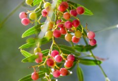 Zralé růžově červené plody pepřovce s čerstvě zelenými peřenými listy na větvičkách, kulovité bobule různých stupňů zralosti