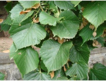 Linde - Tilia