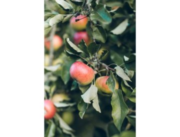Trädgårdskalender – september