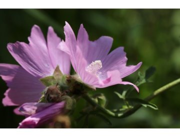 Malva