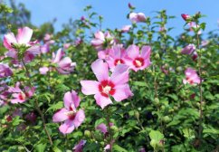 Hibiskus syryjski z różowymi kwiatami z czerwonym środkiem na krzewie z świeżo zielonymi liśćmi na tle niebieskiego nieba w pełnym rozkwicie
