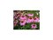 Echinacea - dekorativní léčivka a trvalka