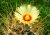 Kaktus Capricorne (Astrophytum capricorne) 6 semien