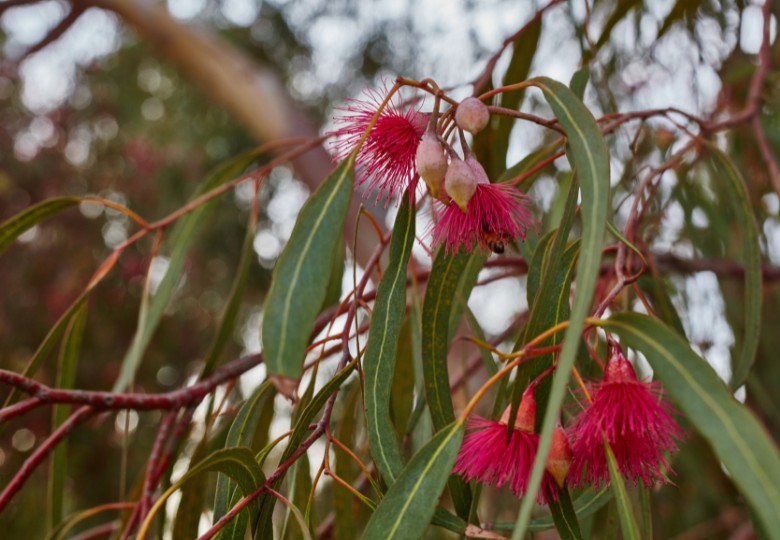 Štětkovec citrónový (Callistemon citrinus) cca 30 semen