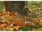 November - Anbaukalender