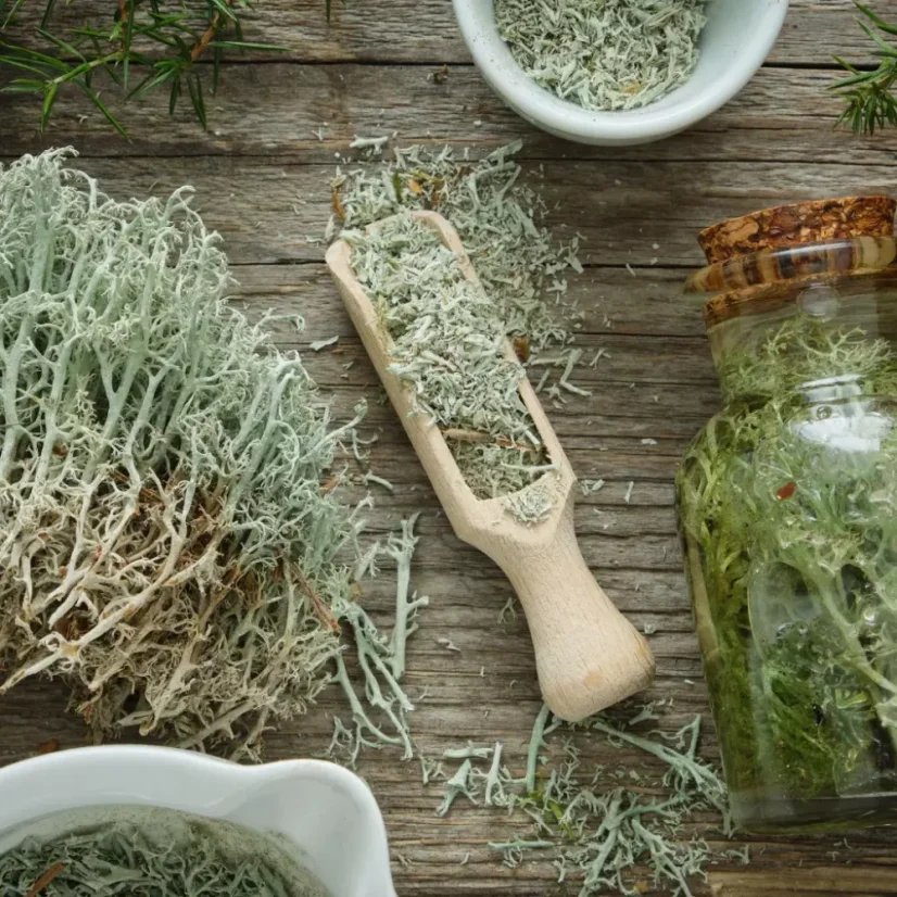 BIO Cypřiš - 100% přírodní esenciální olej (10 ml)