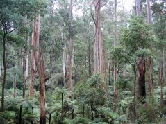 Densos bosques de eucalipto con troncos altos de eucalyptus regnans, helechos verdes en sotobosque y entorno natural australiano Densos bosques de eucalipto con troncos altos de eucalyptus regnans, helechos verdes en sotobosque y entorno natural australiano