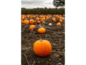 Calendrier du jardin - novembre
