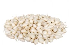 Cibule s.SNOWBALL 10kg/8-16mm/bí