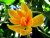 Žlutooranžový květ magnólie champaca s výraznými okvětními lístky a zeleným listím v pozadí, stálezelený strom s vonnými květy