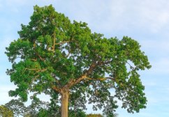 Vlnovec pětimužný (Ceiba pentandra) 7 semen