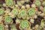 Aeonium spathulatum (Aeonium spathulatum) cca 15 semen