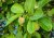 Melocotón africano con flores circulares amarillas y hojas verdes en ramas, semillas de planta tropical nauclea latifolia para cultivo