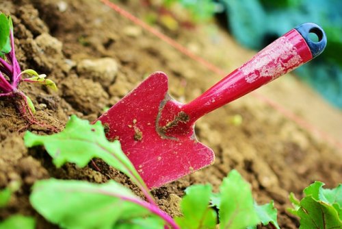 Conseils pour le jardin