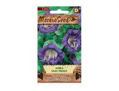 Paquete de semillas de Cobea trepadora de MoravoSeed con imagen de flores campanuladas púrpuras con estambres blancos en un envase verde