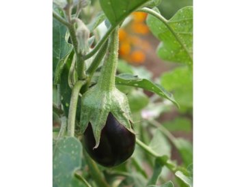 Tomaten är inte bara en hälsosam grönsak