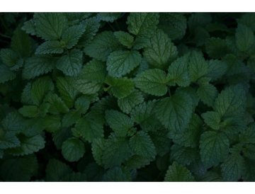 Citronmeliss i rabatten