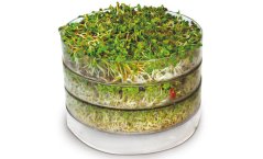 Klíčící miska (světlá)