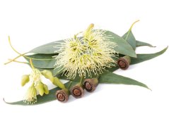 Flores de eucalipto limón blancas desflecadas con estambres largos y hojas verdes con cápsulas de semillas marrones Flores de eucalipto limón blancas desflecadas con estambres largos y hojas verdes con cápsulas de semillas marrones