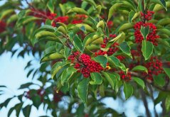 Cesmína paraguayská (Ilex paraguariensis) 10 semen