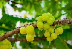 Angrešt malajský (phyllanthus acidus) 3 semena