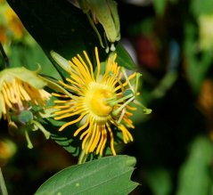 Mučenka žlutá (Passiflora flavicarpa) 6 semen