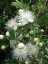 Myrta obecná (Myrtus communis) 5 semen