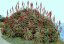 Aloe pluridens (Aloe pluridens) 6 semen